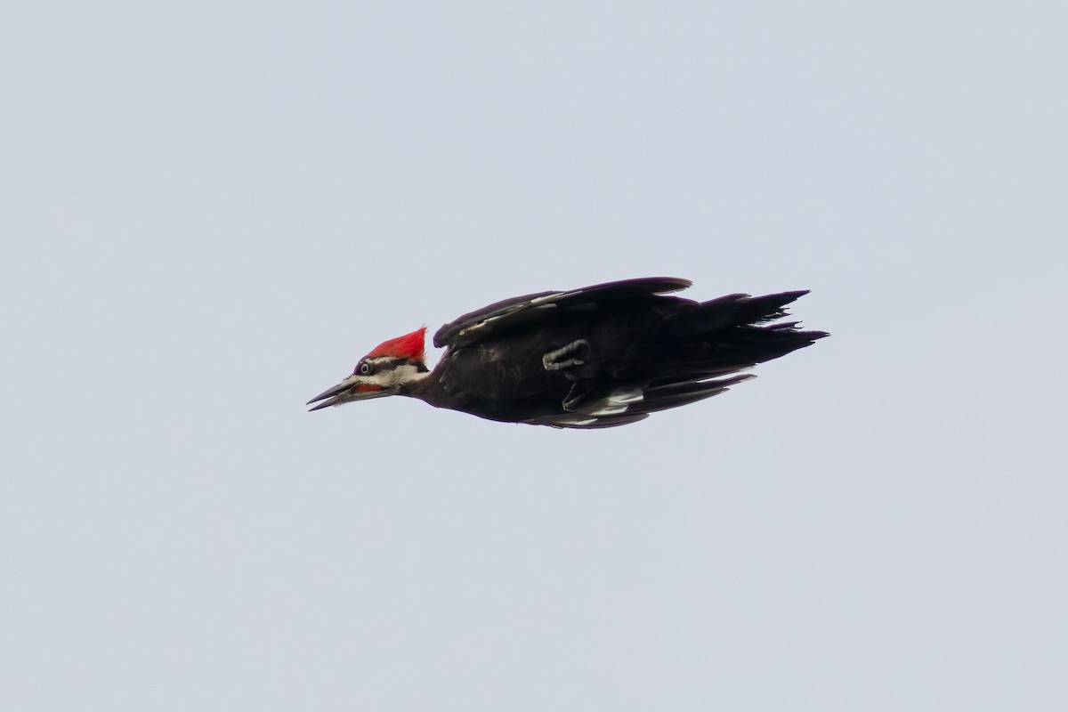 Pileated Woodpecker - ML621291679