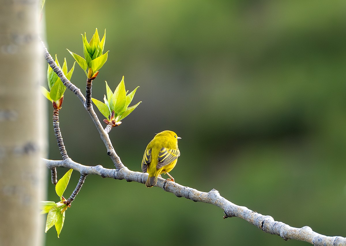 Yellow Warbler - ML621291715