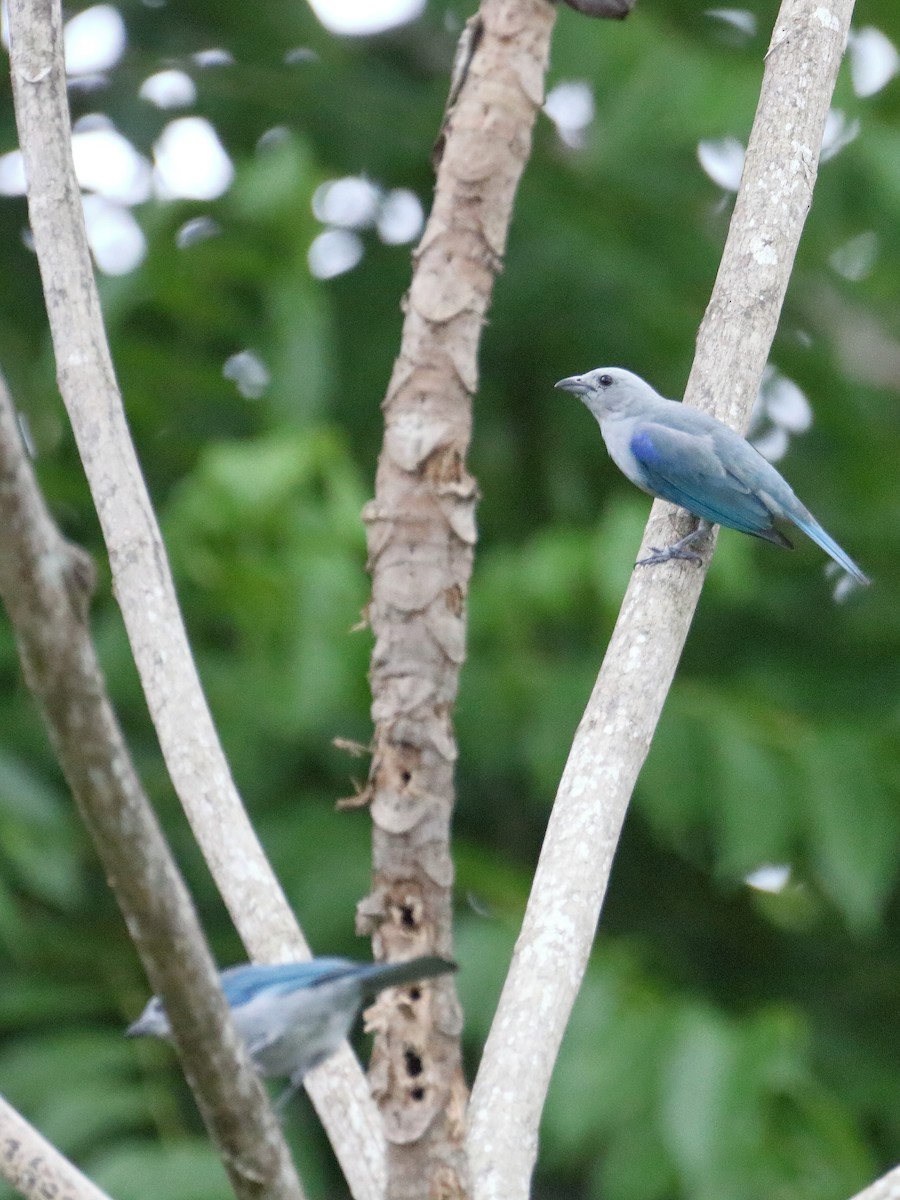 Blue-gray Tanager - ML621291740