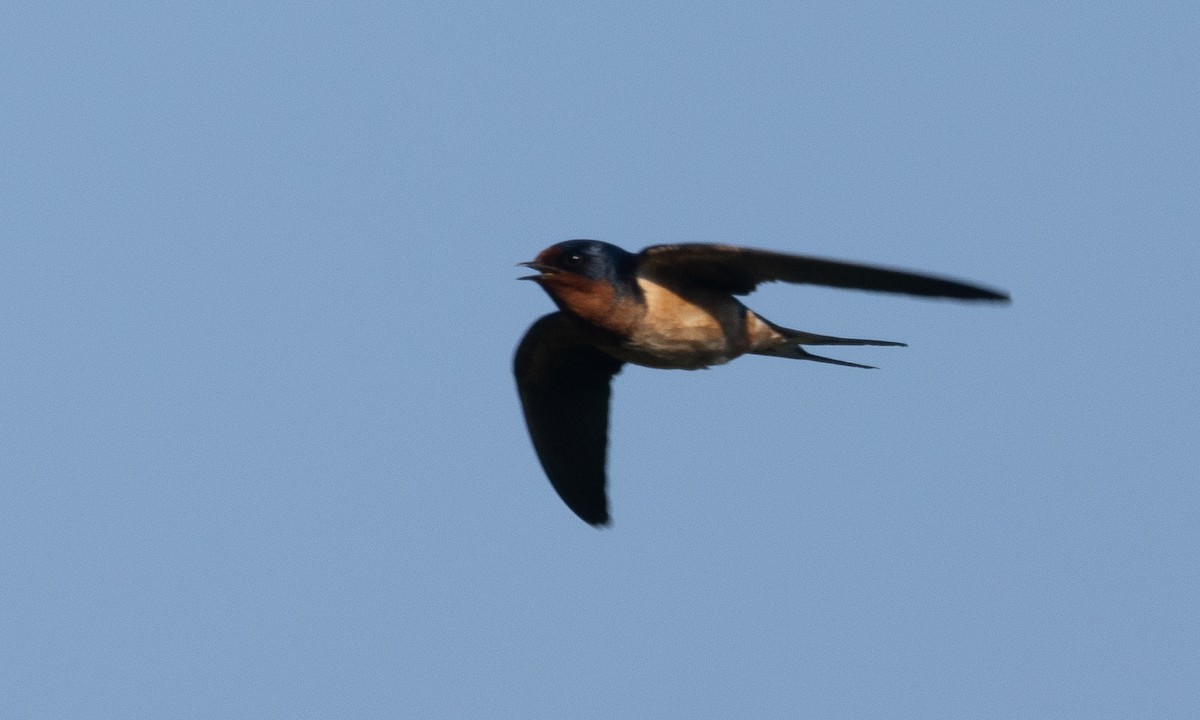 Barn Swallow (American) - ML621291744