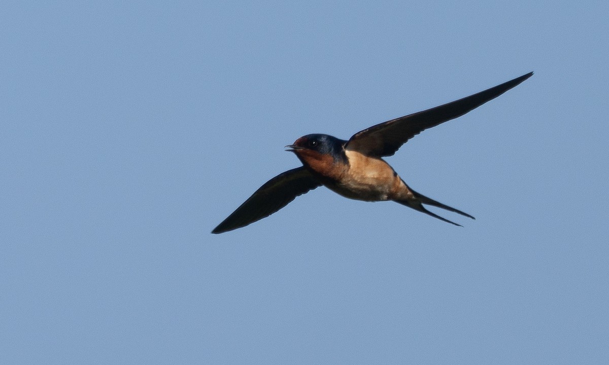 Barn Swallow (American) - ML621291745