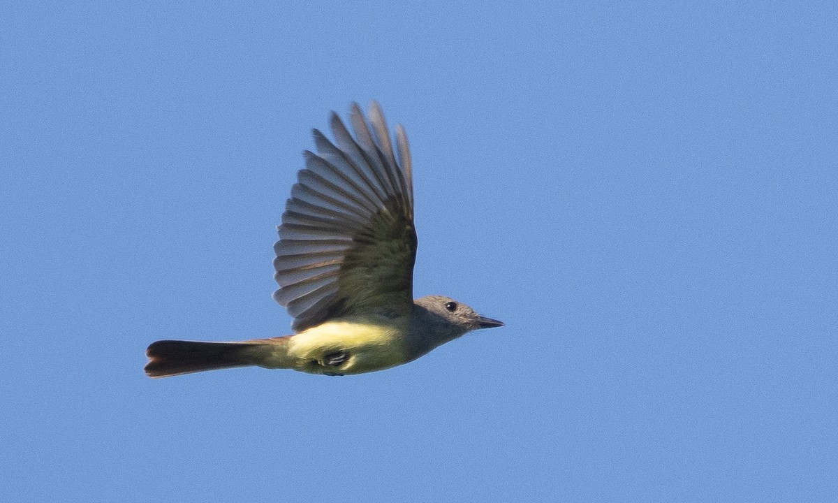 Great Crested Flycatcher - ML621291746