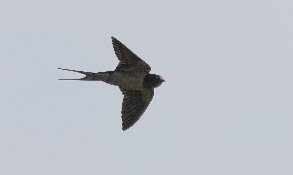Barn Swallow (American) - ML621291752