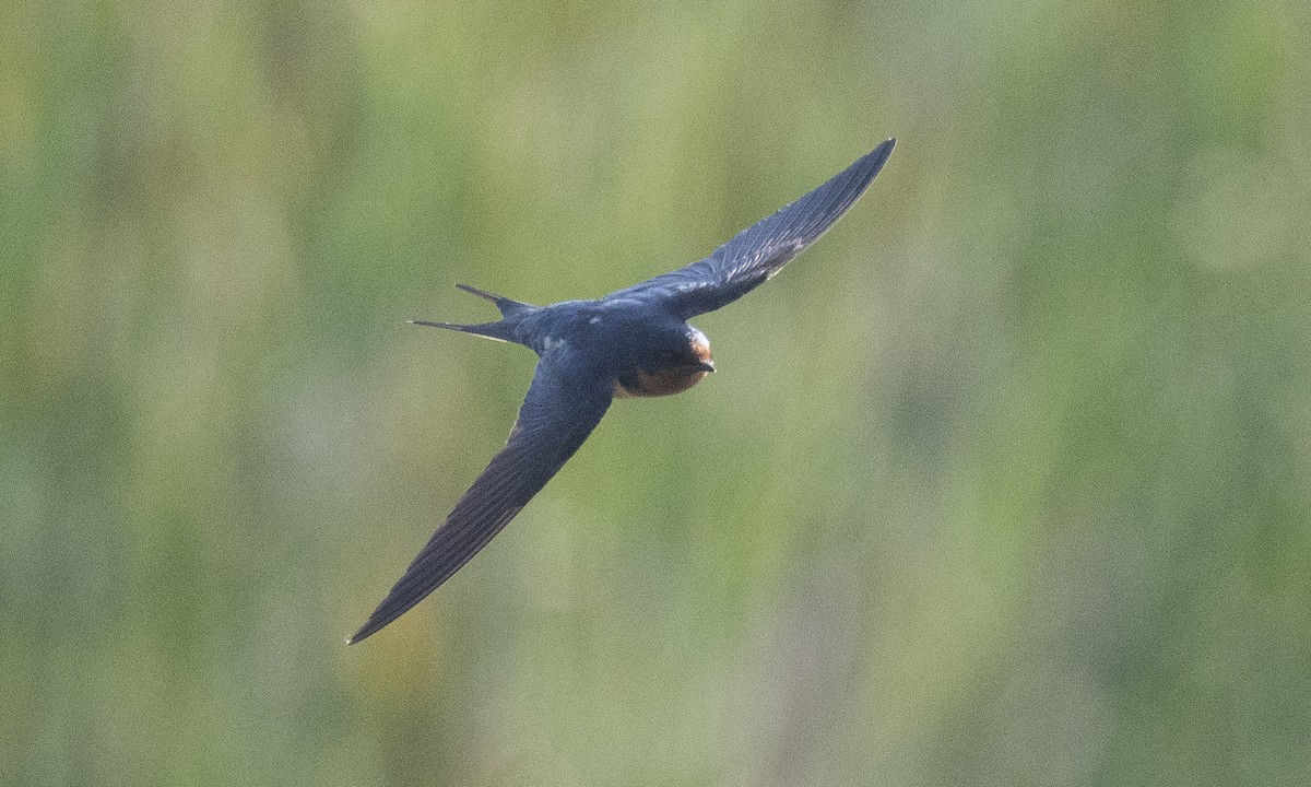 Barn Swallow (American) - ML621291753