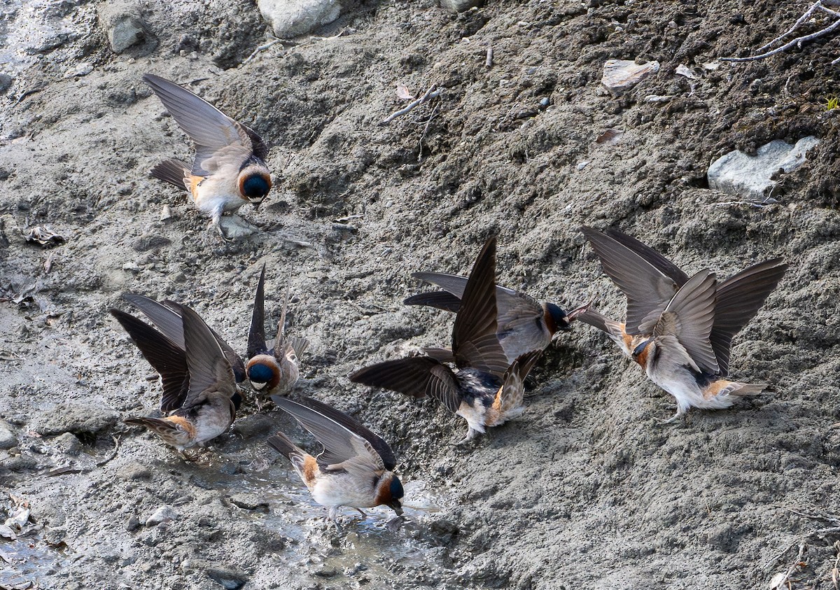 Cliff Swallow - ML621291759