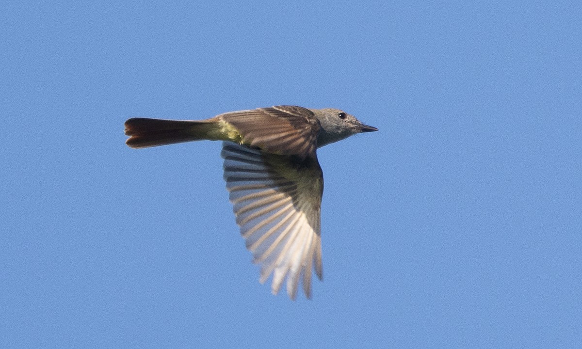 Great Crested Flycatcher - ML621291760