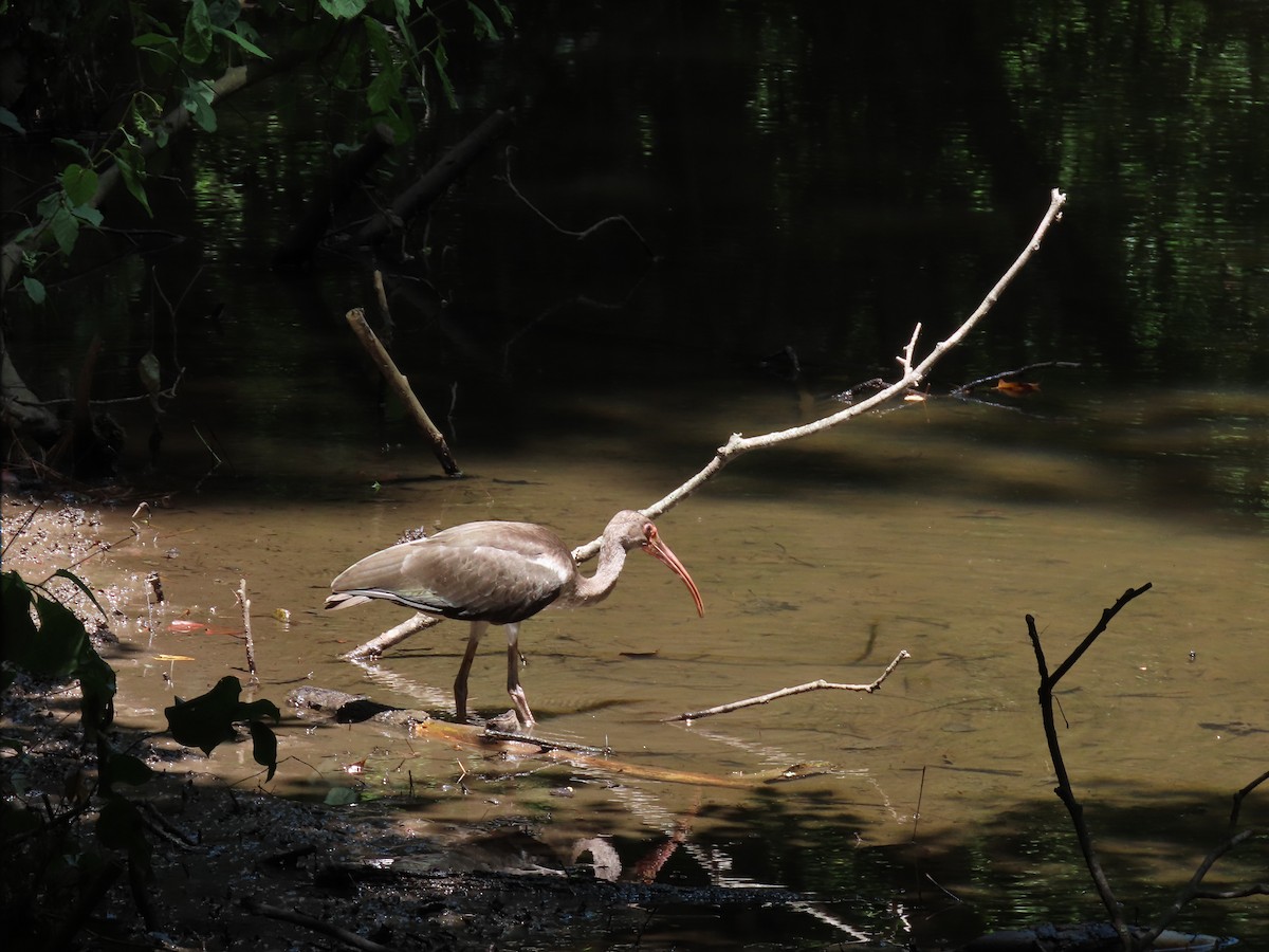 White Ibis - ML621291781