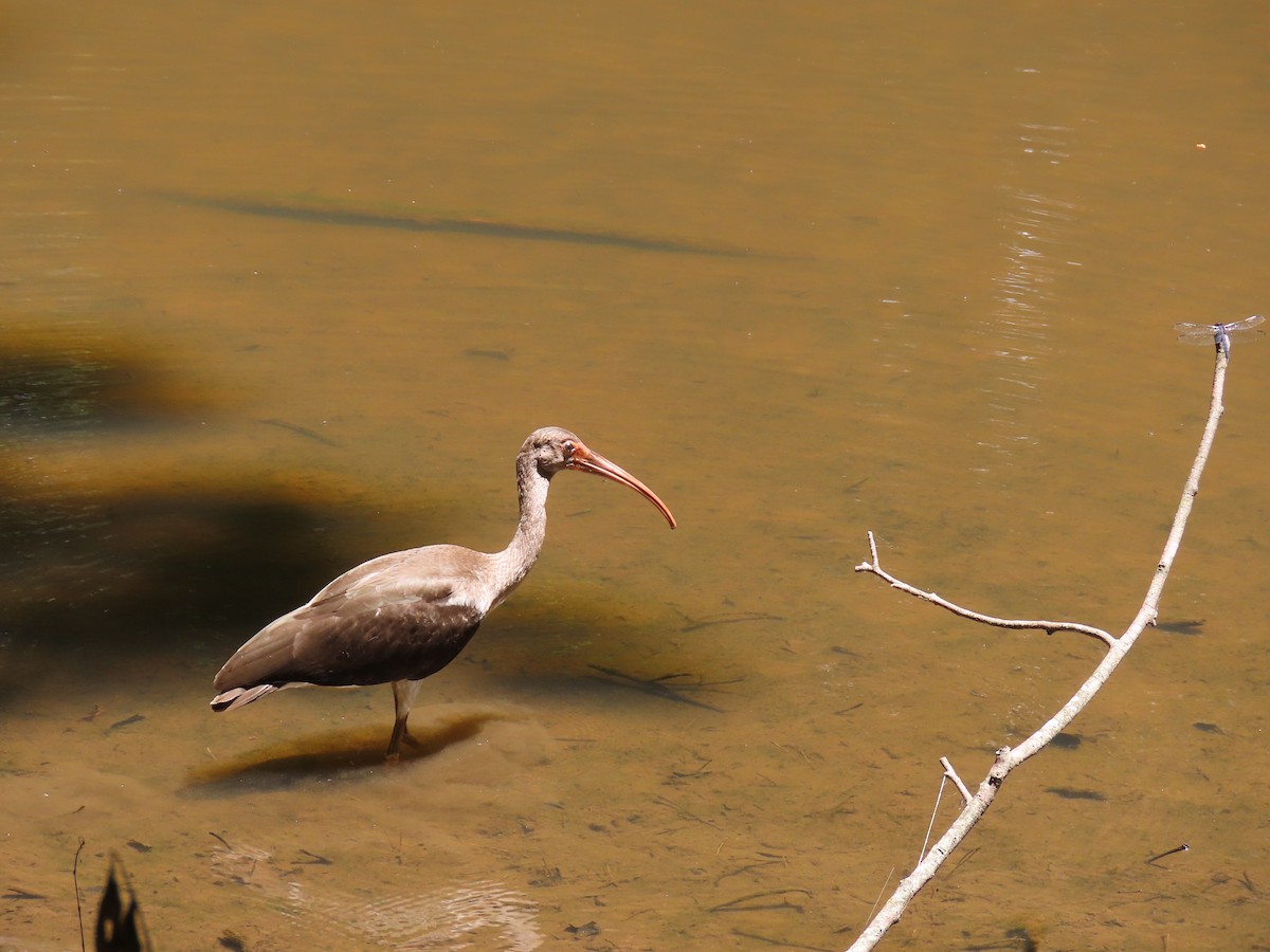White Ibis - ML621291782