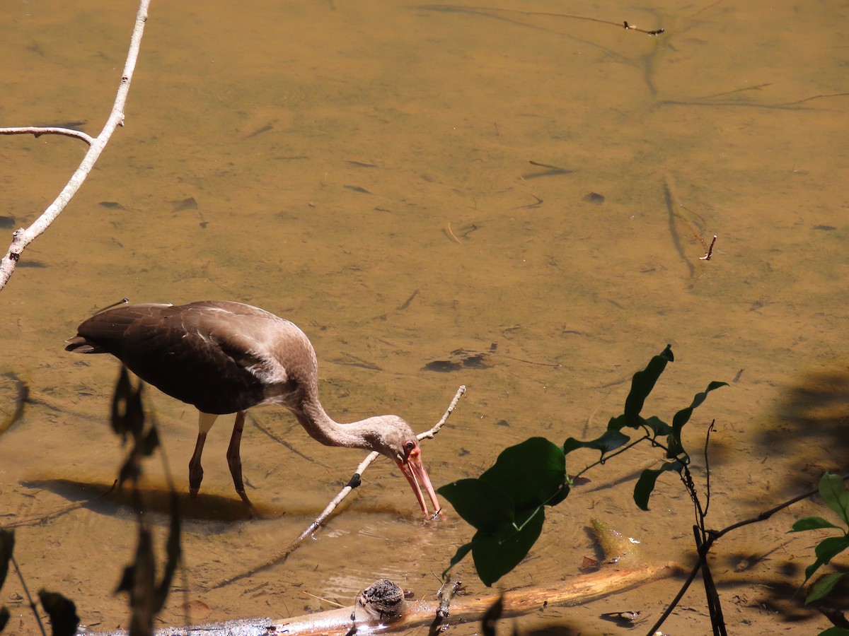 White Ibis - ML621291783