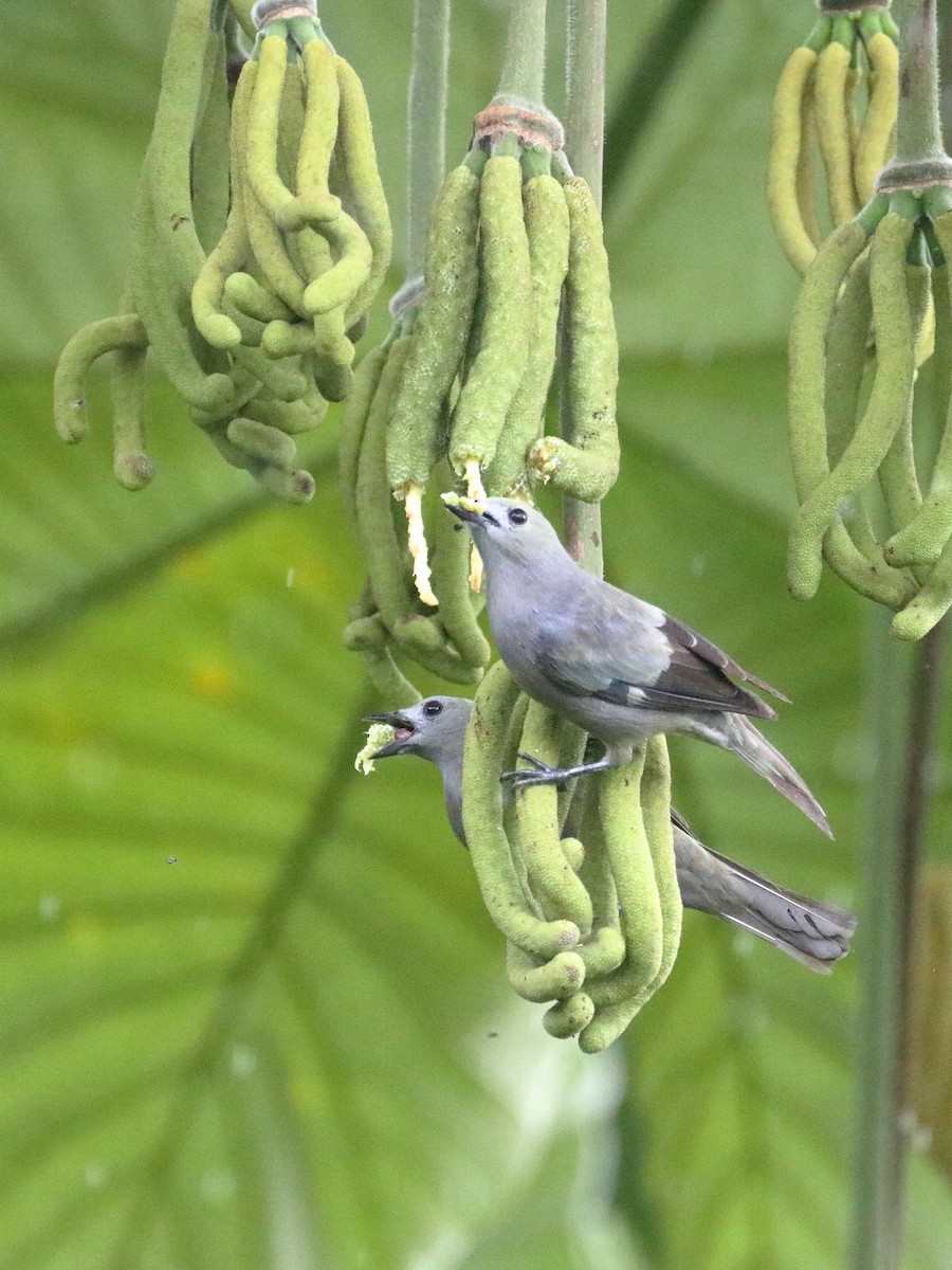 Palm Tanager - ML621291797