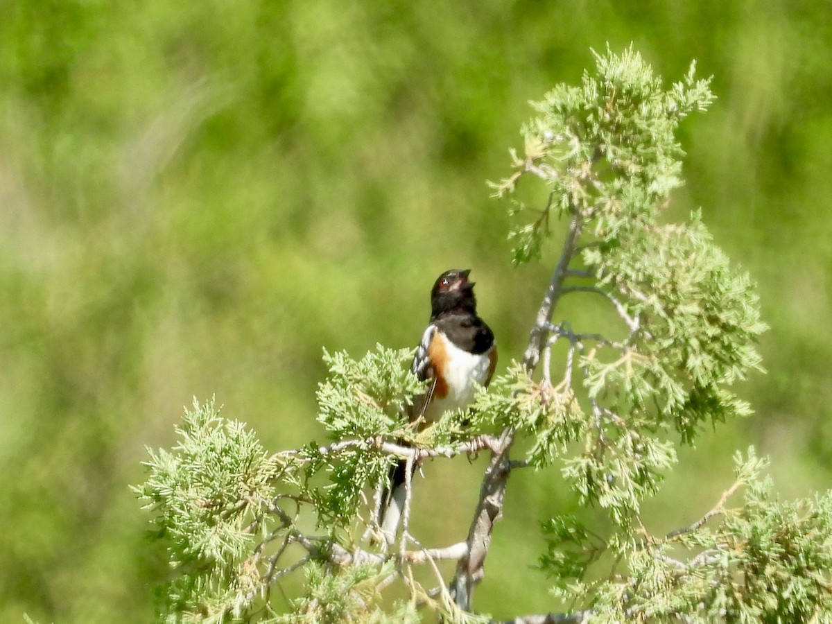 Spotted Towhee - ML621291801