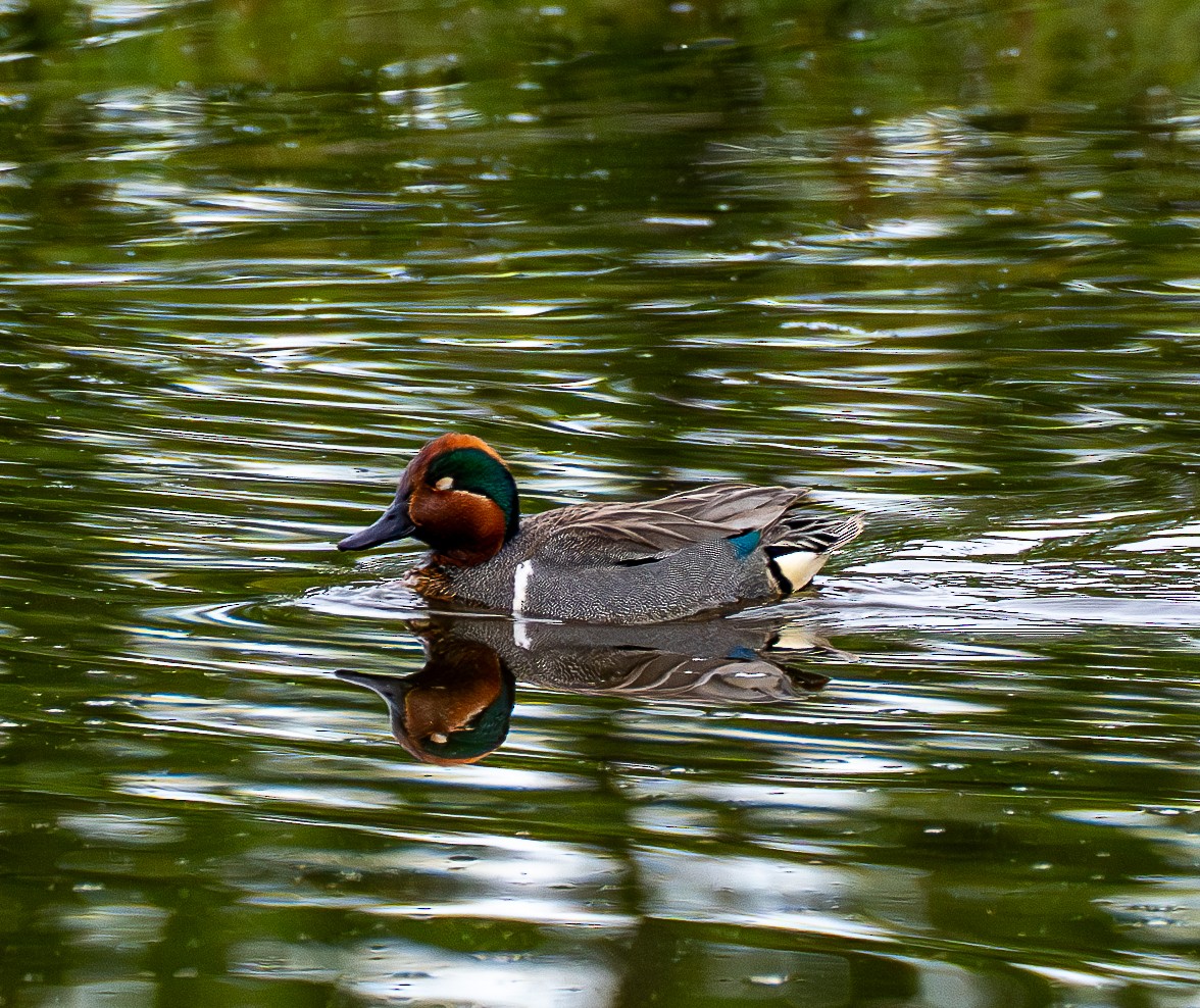 Green-winged Teal - ML621291802