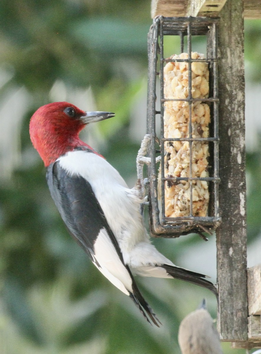 Red-headed Woodpecker - ML621291820