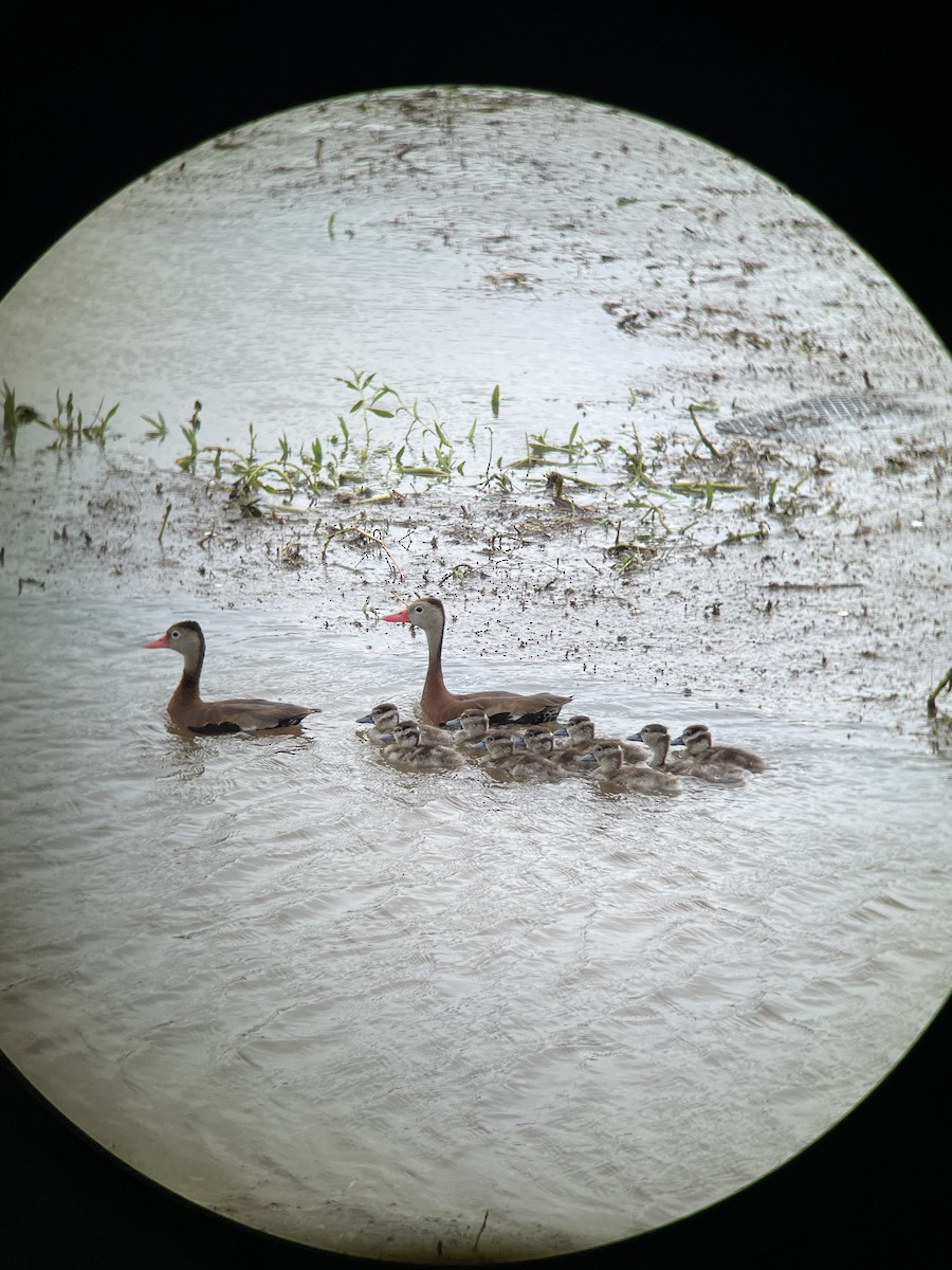 Black-bellied Whistling-Duck - ML621291826