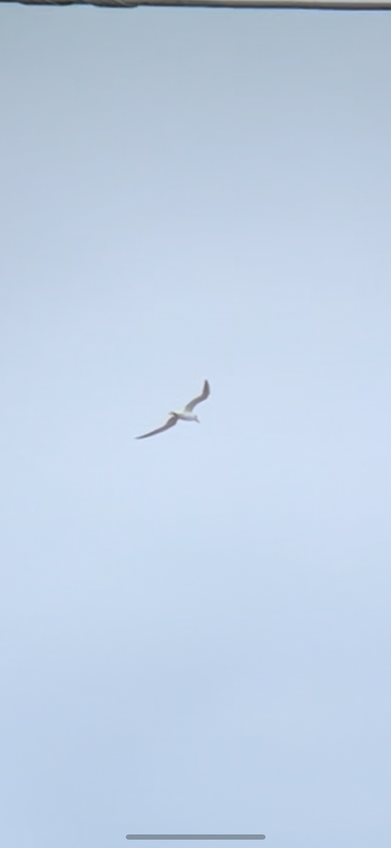 tern sp. - ML621291832