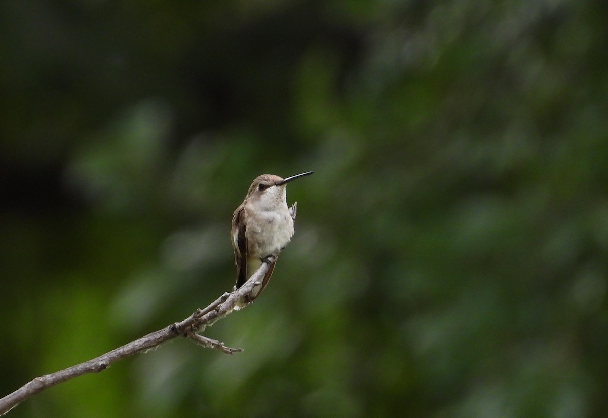 Black-chinned Hummingbird - ML621291838