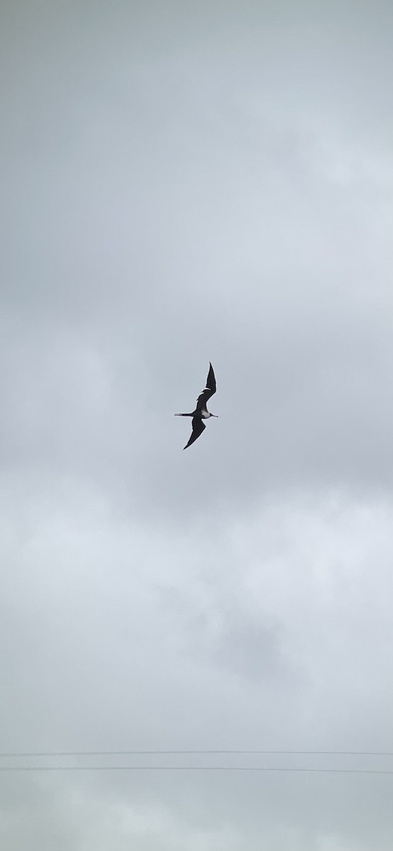 Magnificent Frigatebird - Evan Chastain