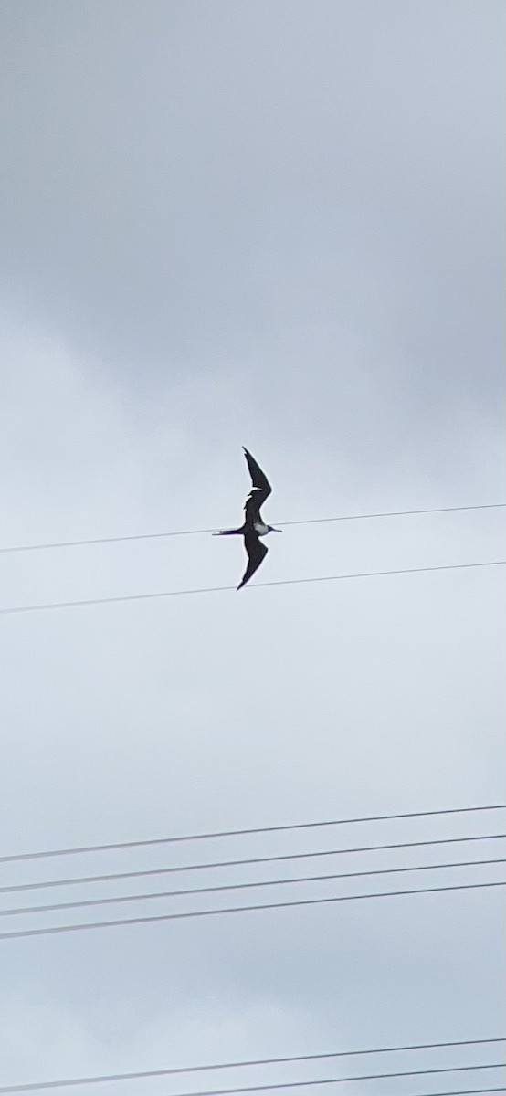 Magnificent Frigatebird - Evan Chastain