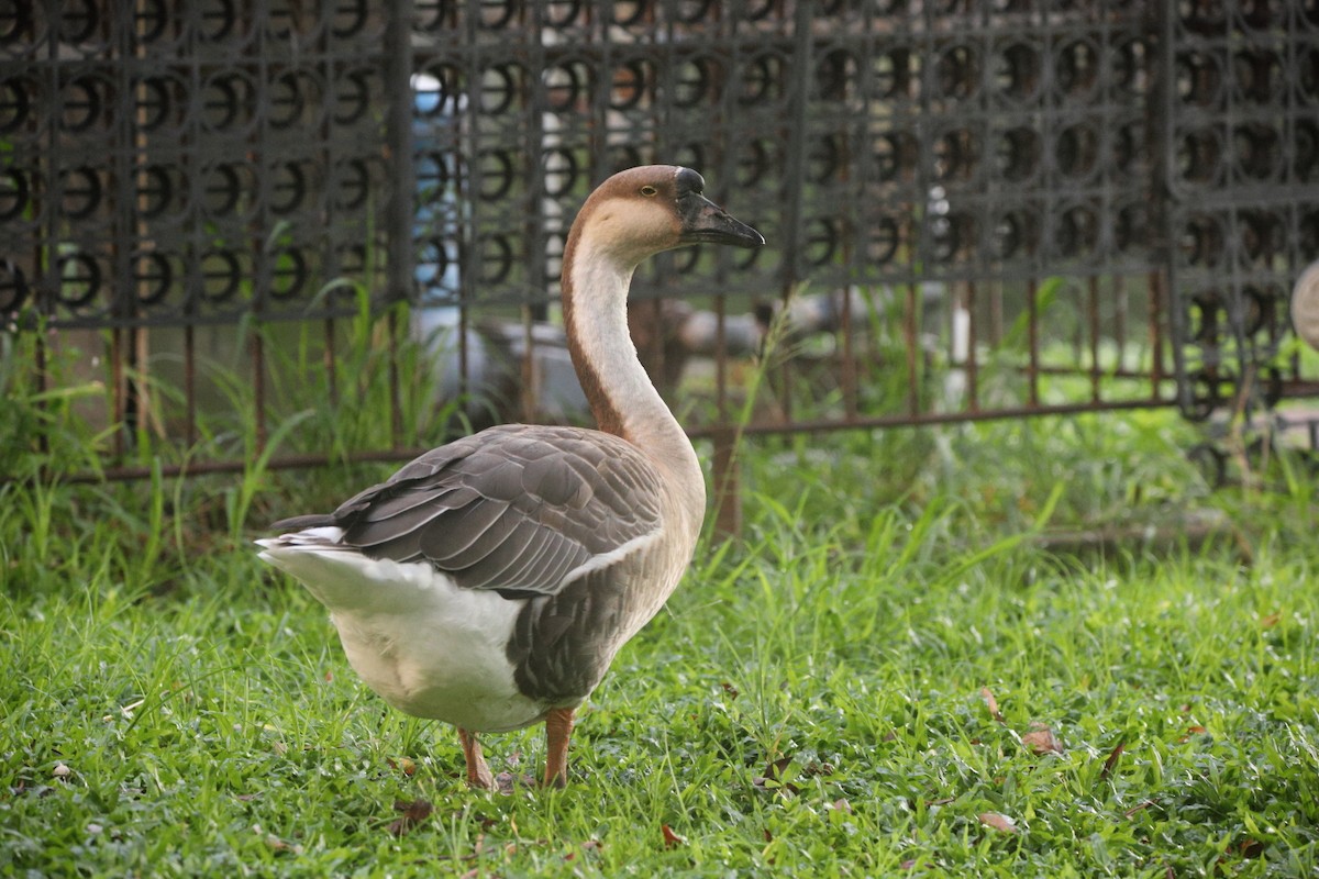 Swan Goose (Domestic type) - ML621291860