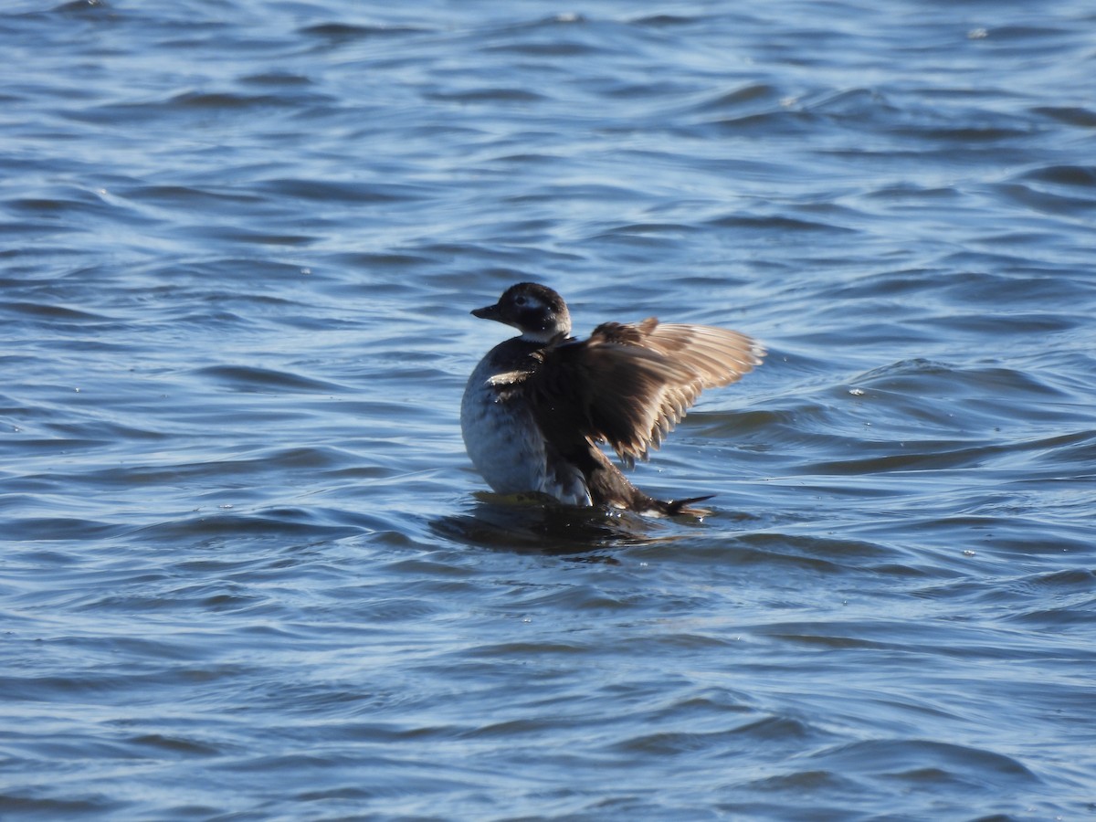 Long-tailed Duck - ML621291882