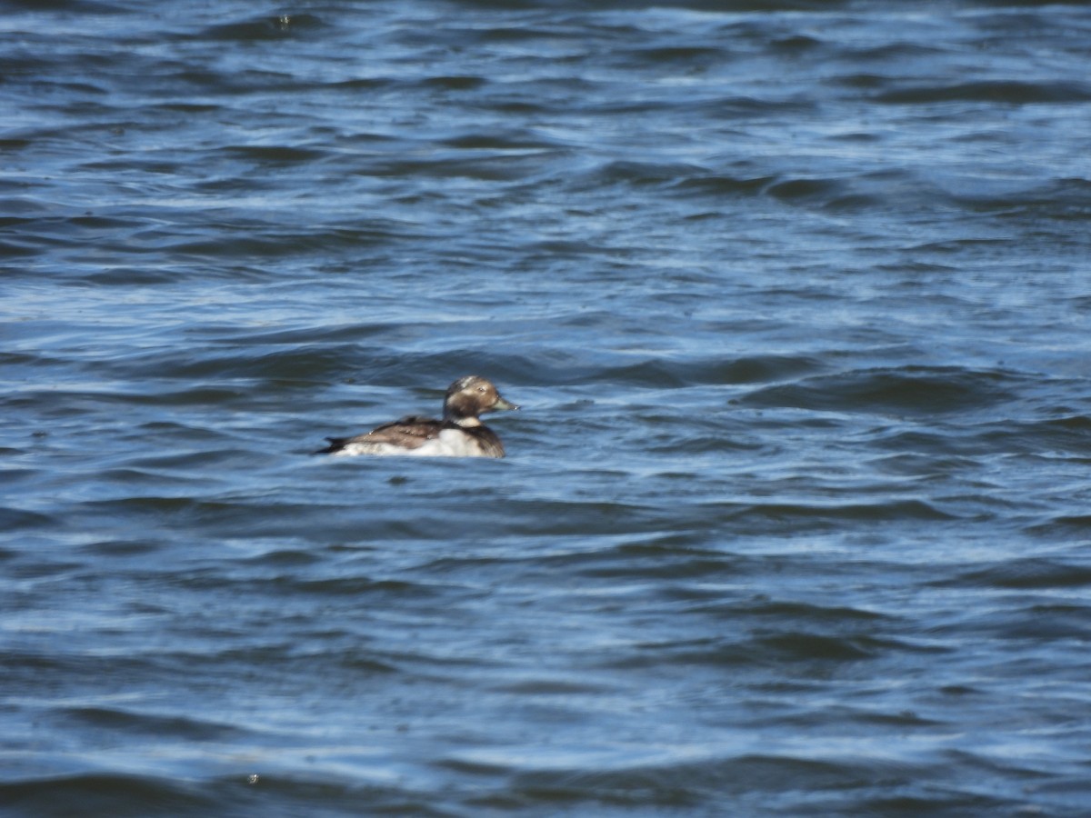 Long-tailed Duck - ML621291883