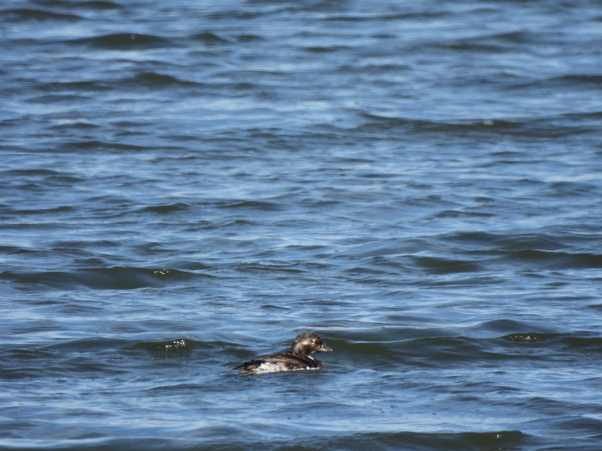 Long-tailed Duck - ML621291884