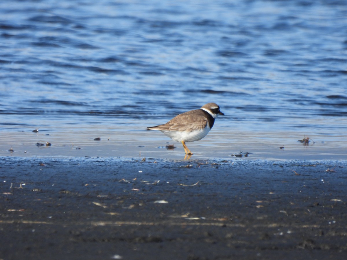 Common Ringed Plover - ML621291893