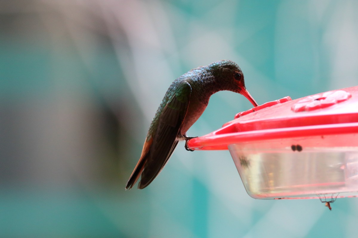 Rufous-tailed Hummingbird - ML621291914