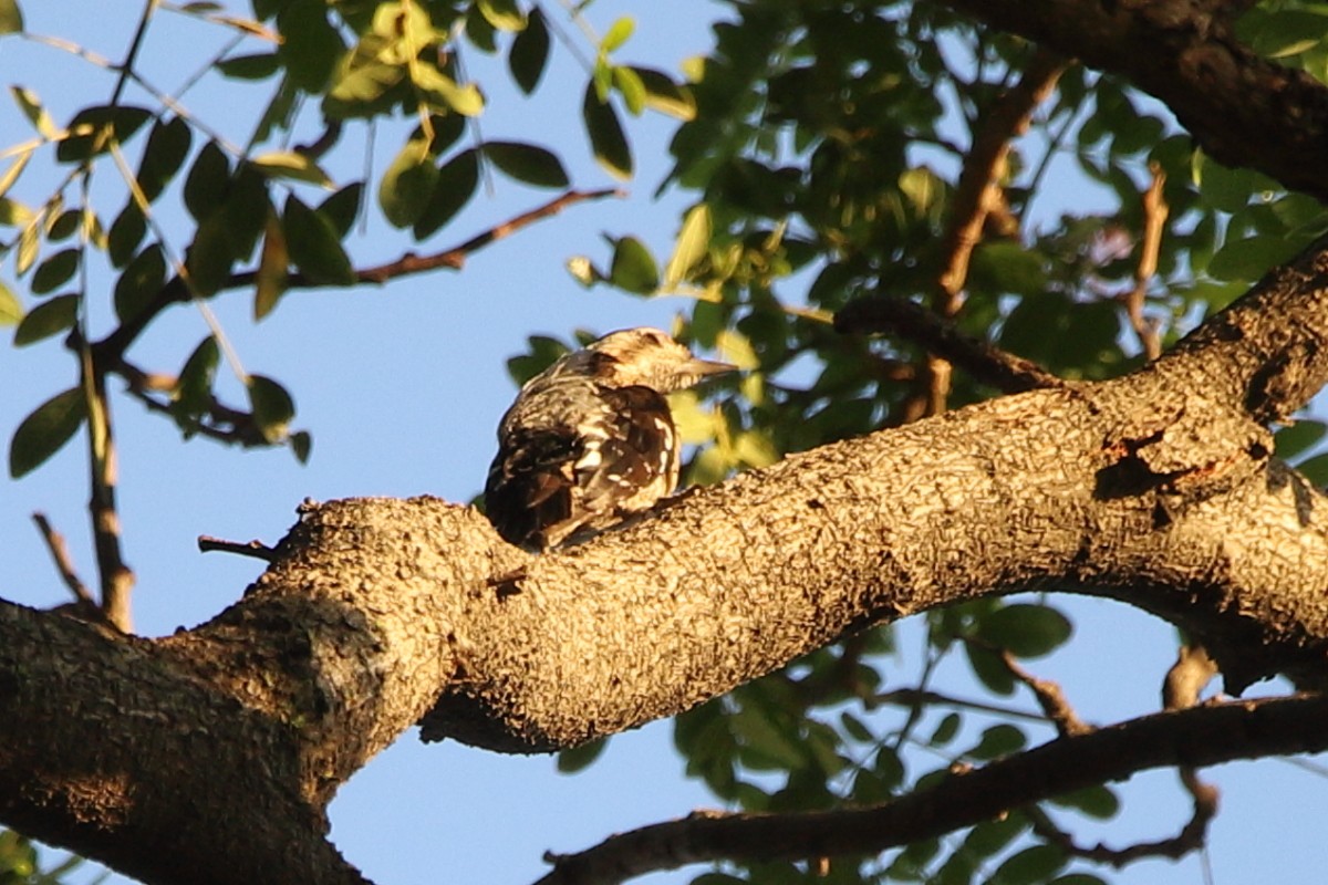 Gray-capped Pygmy Woodpecker - ML621291916