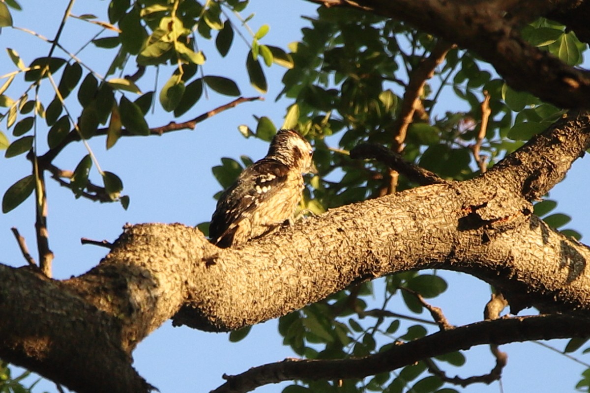 Gray-capped Pygmy Woodpecker - ML621291917