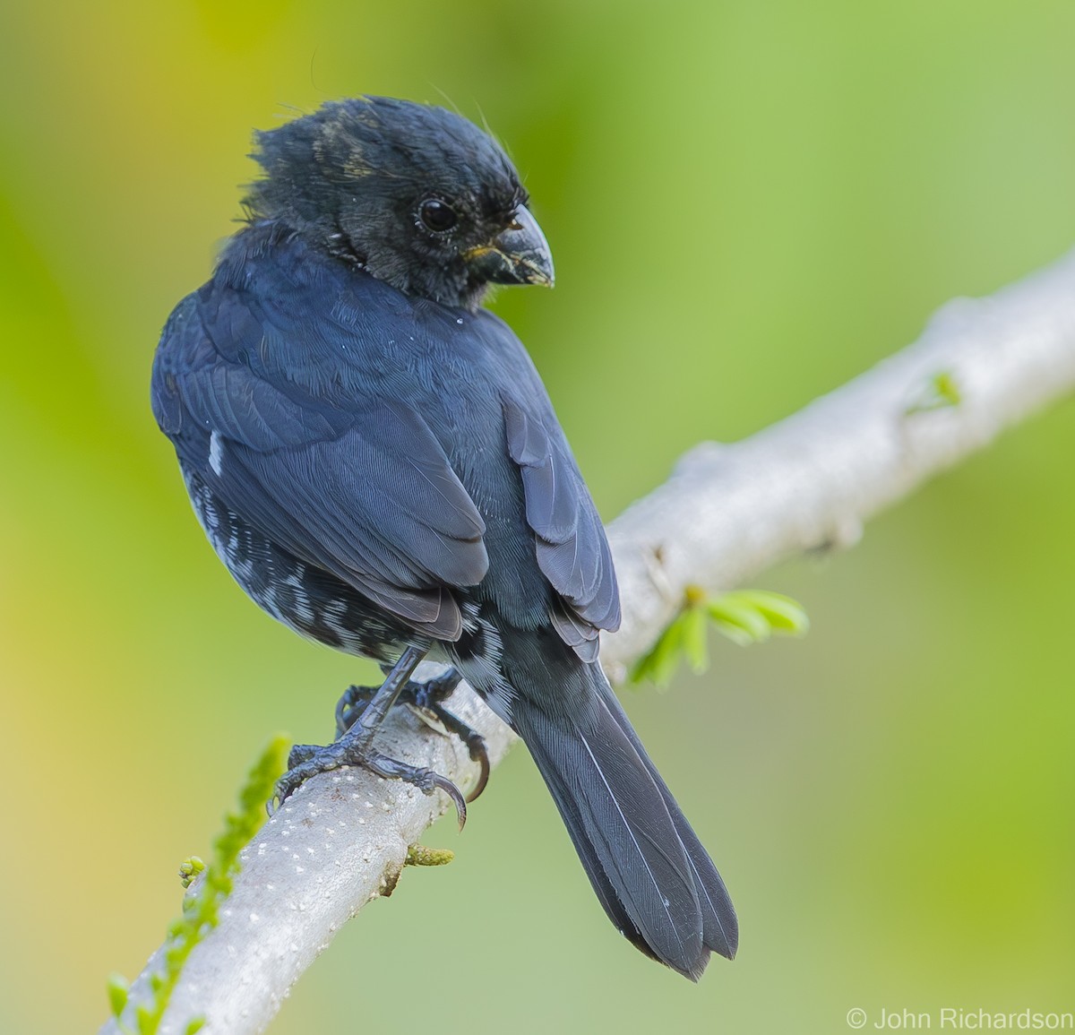 Thick-billed Seed-Finch - ML621291921