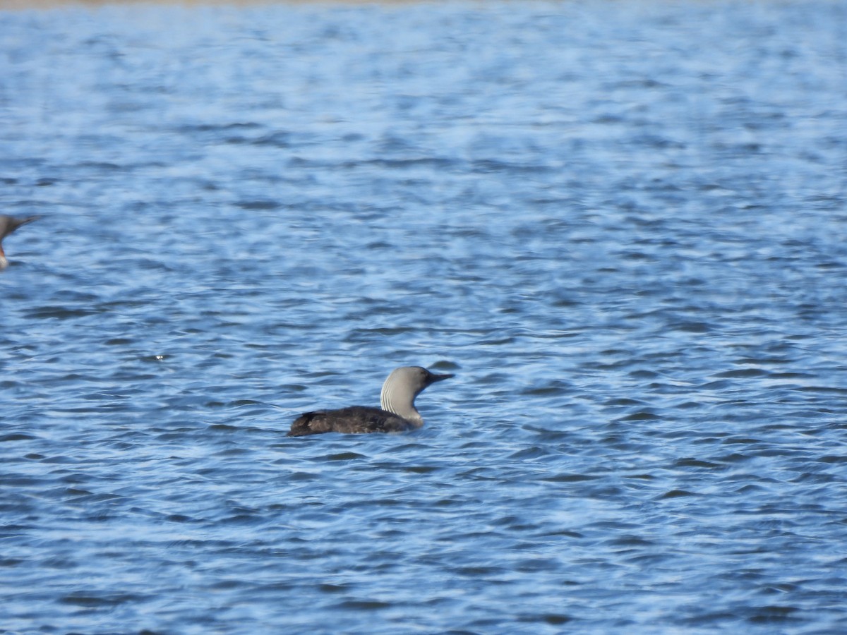 Red-throated Loon - ML621291925