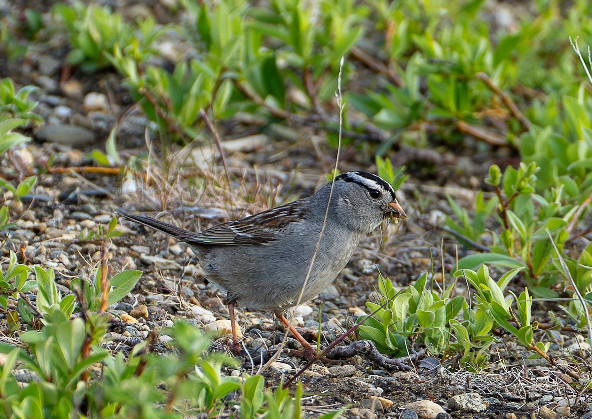 White-crowned Sparrow - ML621291928
