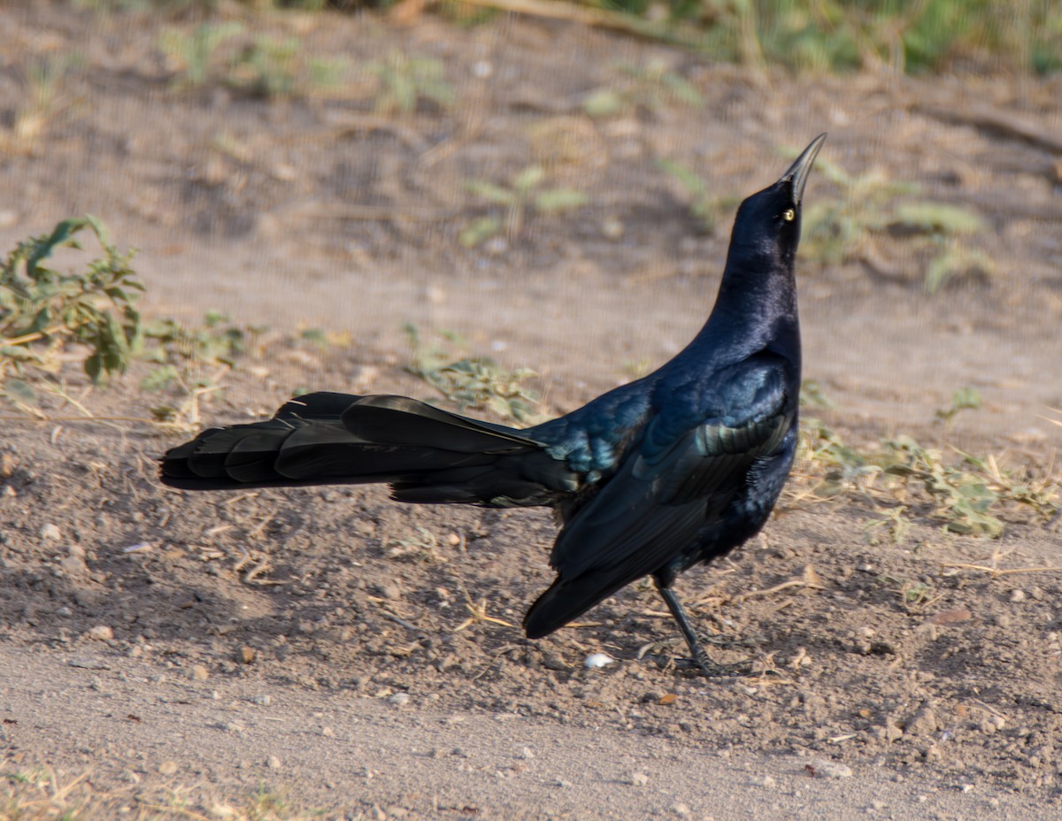 Great-tailed Grackle - ML621291934