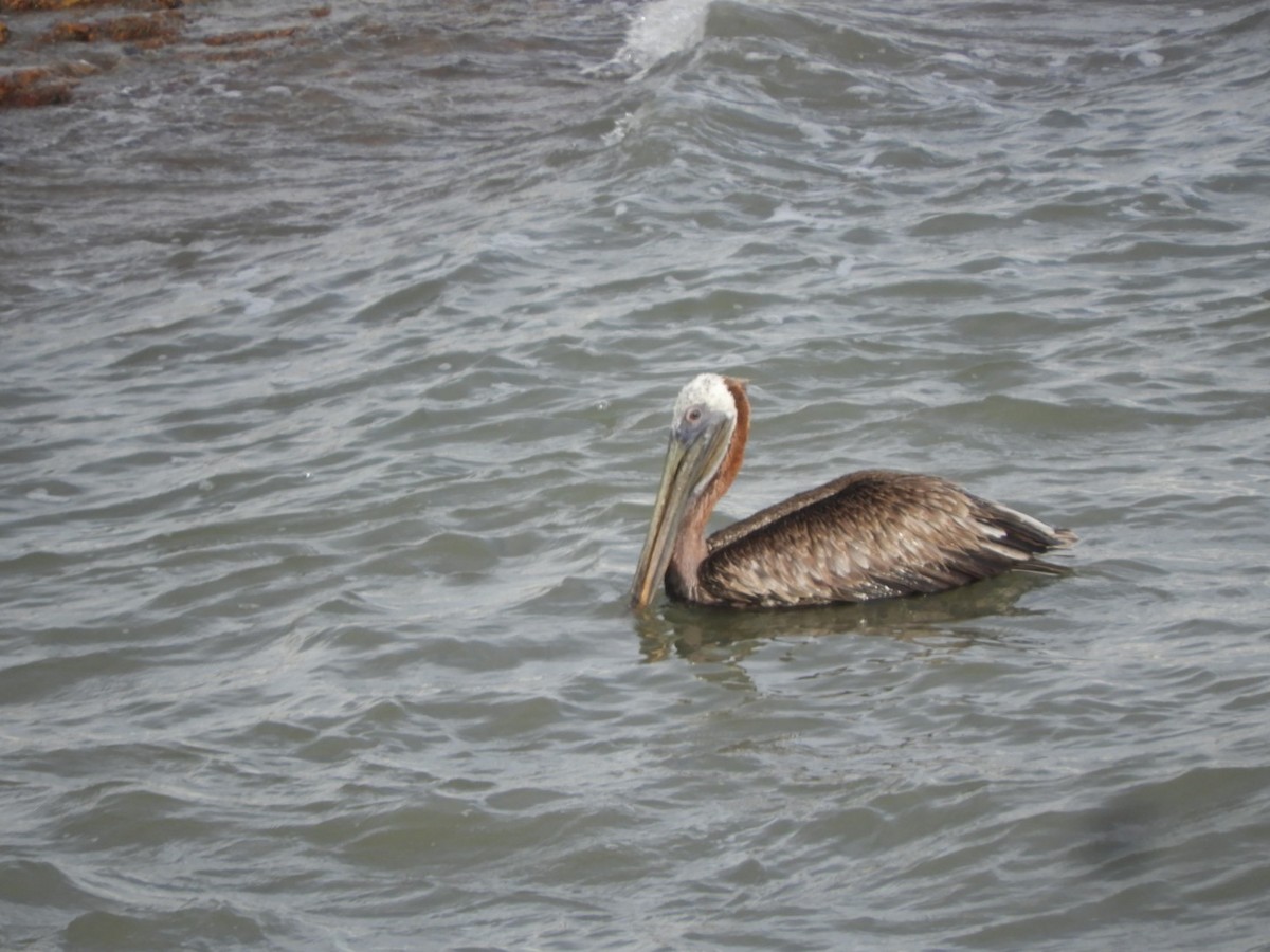 pelikán hnědý - ML621291974