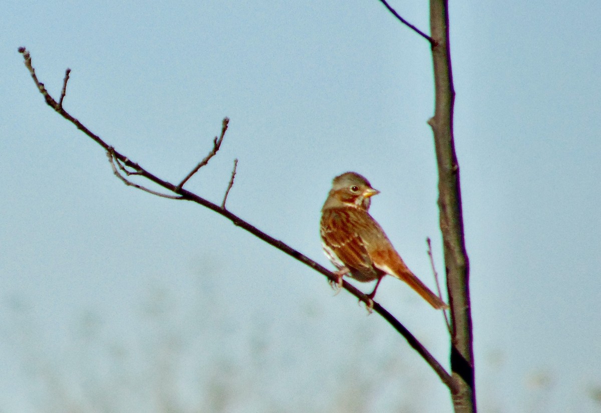 Fox Sparrow - ML621291987