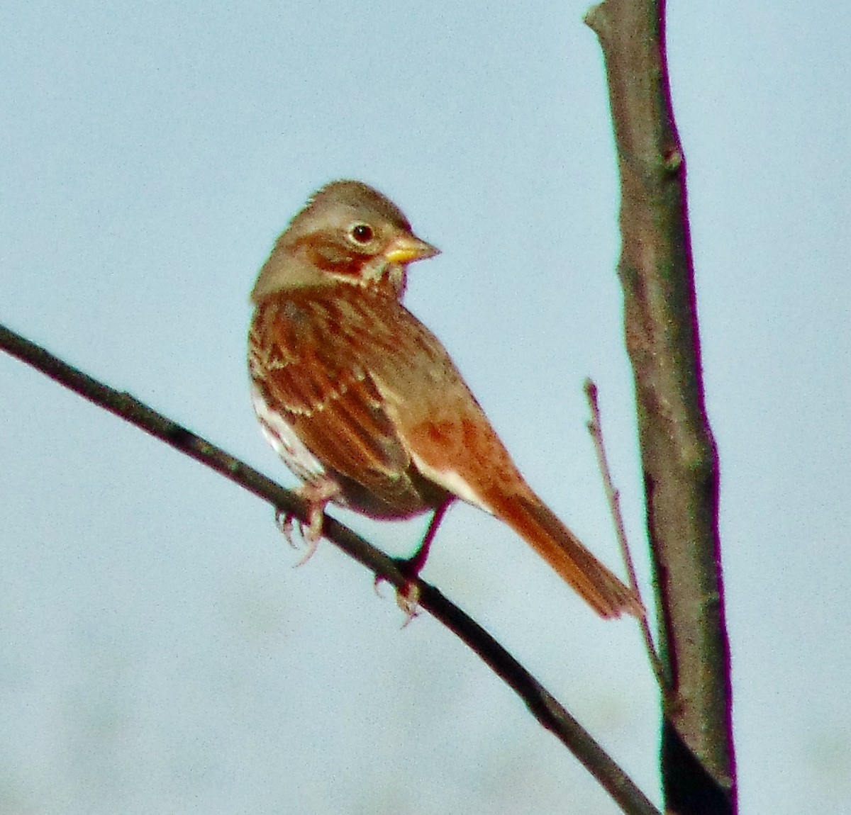 Fox Sparrow - ML621291996