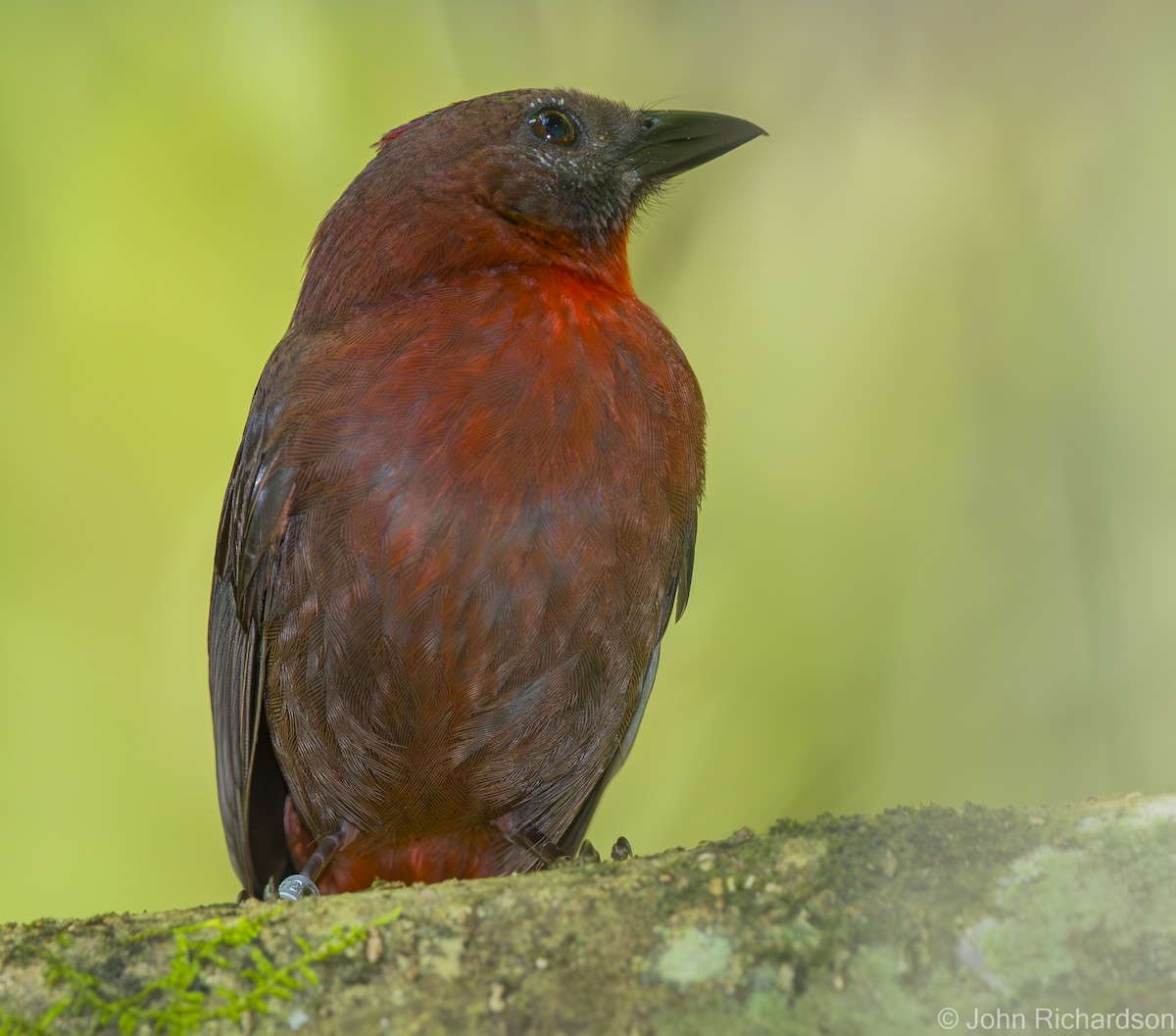 Red-throated Ant-Tanager - ML621292002