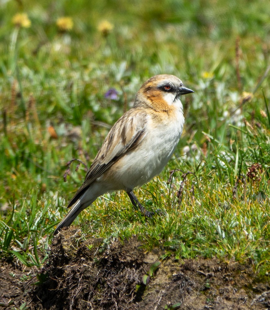 Rufous-necked Snowfinch - ML621292025