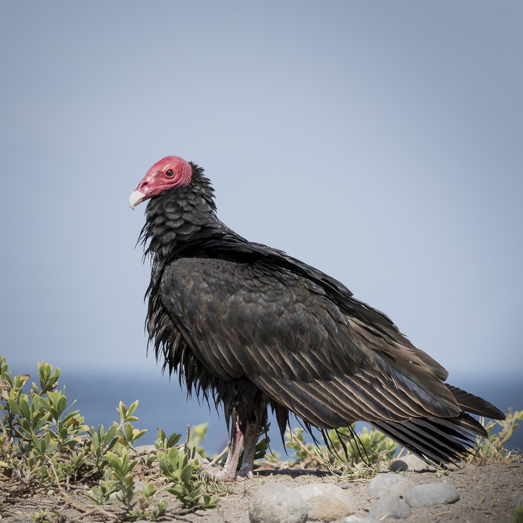 Turkey Vulture - ML621292050