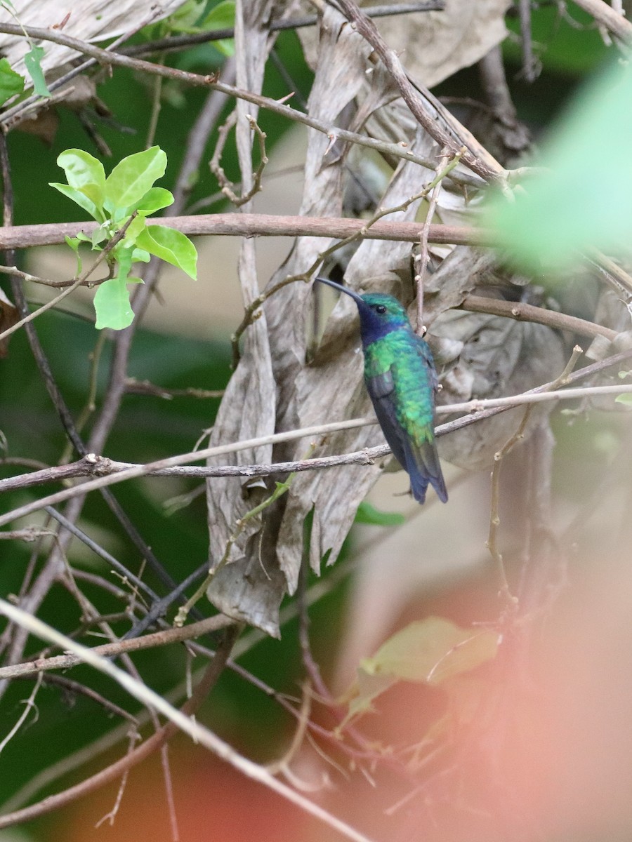 kolibřík safírovohrdlý - ML621292054