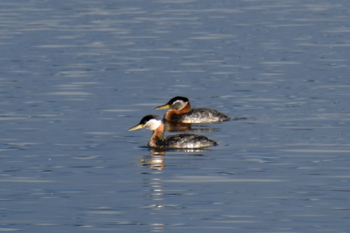 Red-necked Grebe - ML621292058