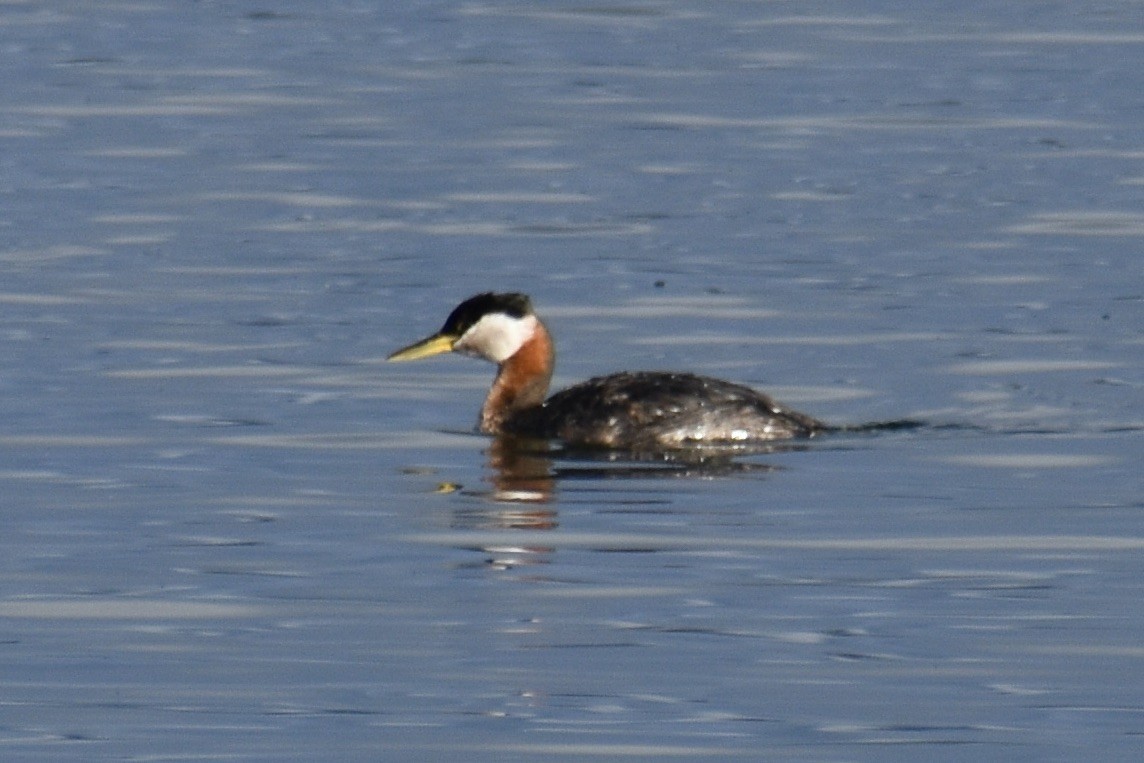Red-necked Grebe - ML621292075
