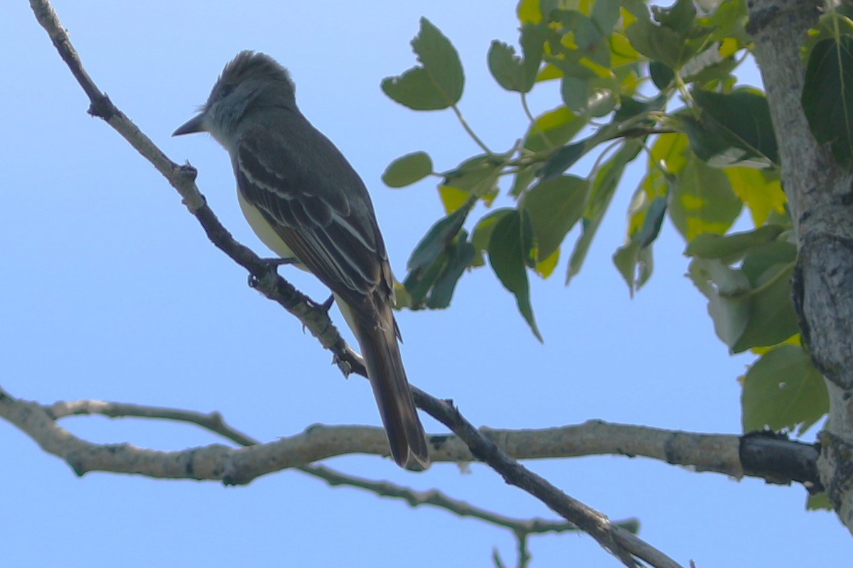 Great Crested Flycatcher - ML621292090