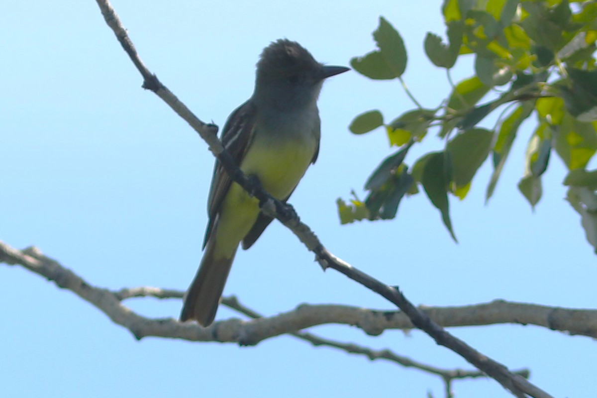 Great Crested Flycatcher - ML621292091