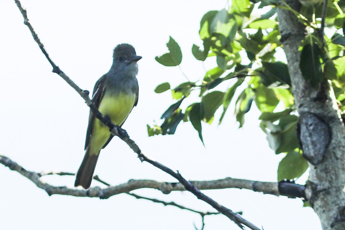 Great Crested Flycatcher - ML621292092