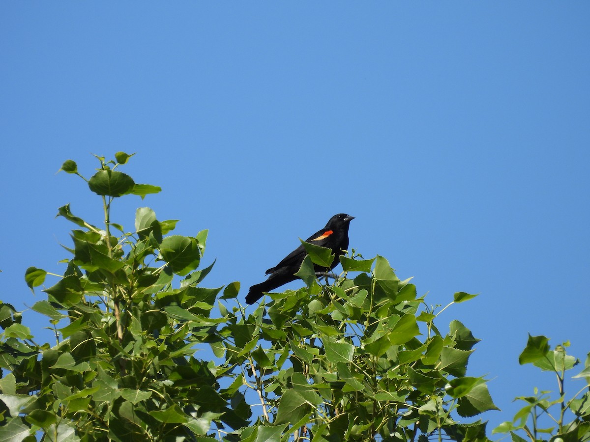 Red-winged Blackbird - ML621292093