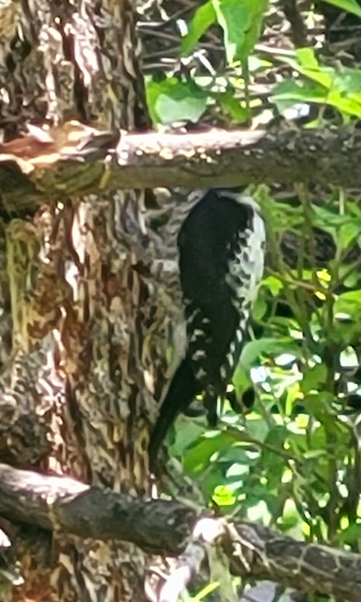 American Three-toed Woodpecker - ML621292095