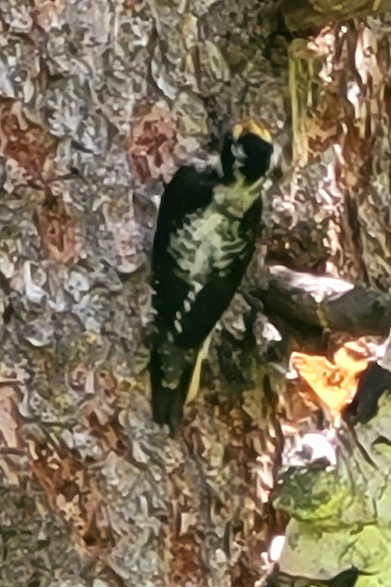 American Three-toed Woodpecker - ML621292096