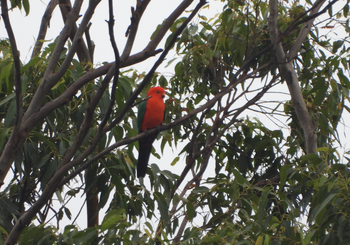Avustralya Kral Papağanı - ML621292110